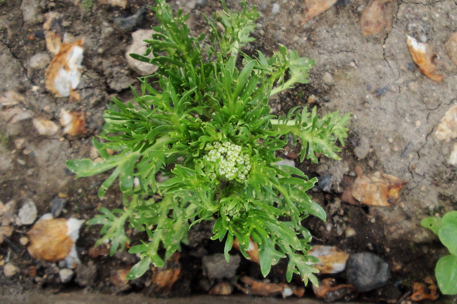 Maca plant (Lepidium meyenii)